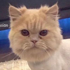 Meet your Posher, Atrin